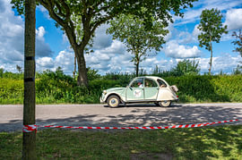 Eend op de provinciale weg