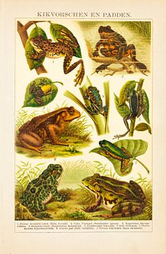 Carte scolaire ancienne en couleurs Grenouilles et crapauds sur Studio Wunderkammer