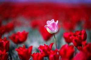 Tulpen in Zeeland von Rob van der Teen