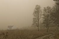 Herfstmorgen