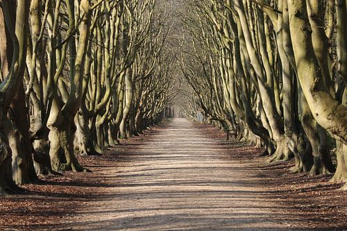 Prachtig bospad met grillige bomen.