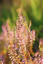 Portret van een gouden libelle.2