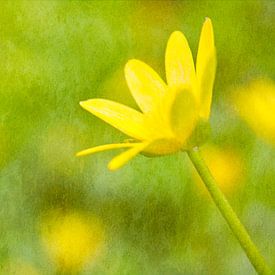 Lesser celandine 3b picturesque by Jaap Tanis