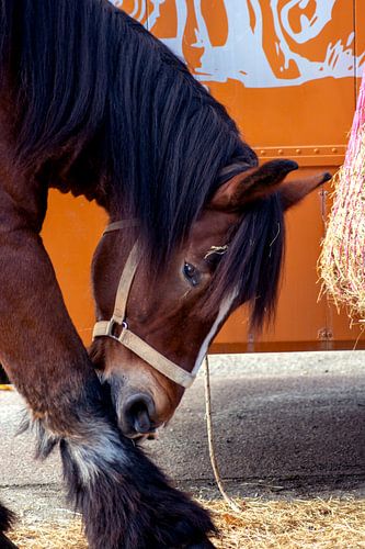 Koudbloedmarkt Laupheim 2019