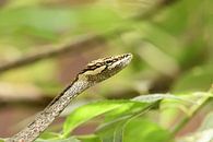 Afrikaanse twijgslang (Thelotornis capensis). van Frank Heinen thumbnail
