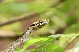 Savanna vine snake (Thelotornis capensis). by Frank Heinen