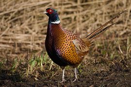 plentiful pheasant by Stobbe; stiltegrafie
