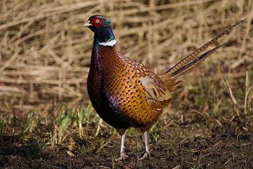 plentiful pheasant by Stobbe; stiltegrafie