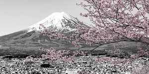 Vue panoramique pittoresque sur le mont Fuji pendant la floraison des cerisiers | colorkey