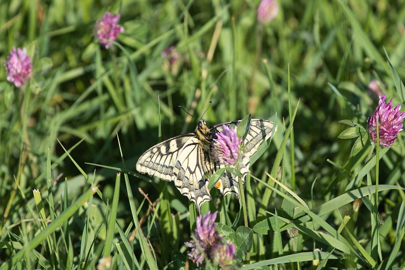 Queen butterfly snacking on red clover by Anne Ponsen