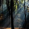 Des rayons de soleil dans la forêt. sur Larissa Rand