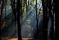 Sonnenstrahlen im Wald.