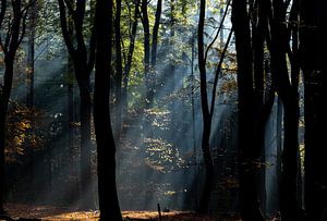Zonnestralen in het bos. van Larissa Rand