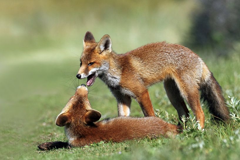 Two spelling young foxes by Menno Schaefer