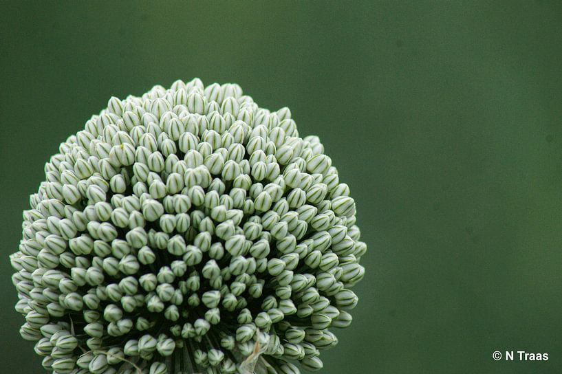 Zwiebel Blume von Niek Traas