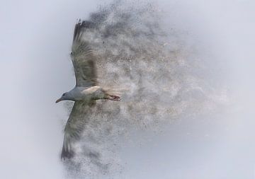 Herring gull by Jos Verhoeven