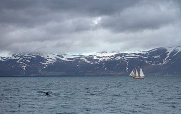 Humpback in the front sur BL Photography