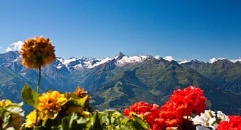 Des fleurs sur la Schmittenhöhe