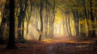 Speulder forest