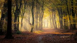 Speerwald von Rob Sprenger