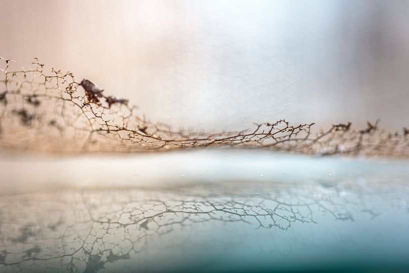 nature's lace by Alexandra Bijl
