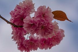 Cherry Blossoms by Johnny Flash