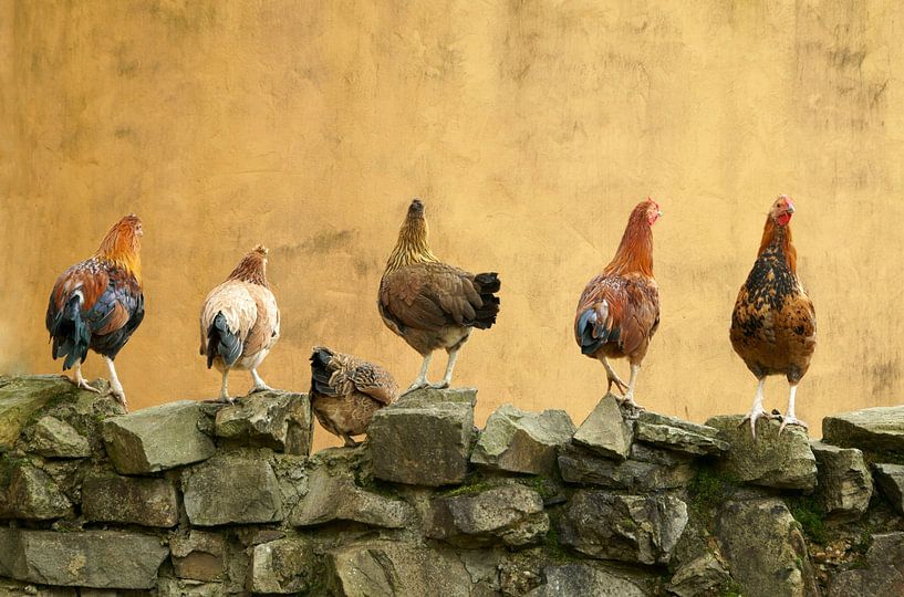 6 Hühner in einer Reihe von Cocky Anderson