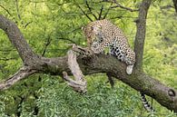 Ein Leopard genießt ihr Opfer von Cees Stalenberg Miniaturansicht