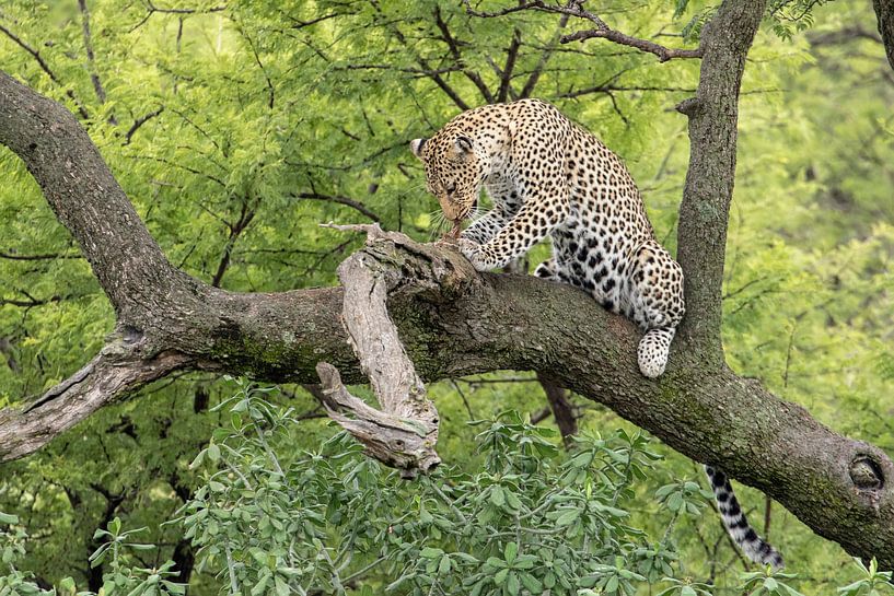 Ein Leopard genießt ihr Opfer von Cees Stalenberg