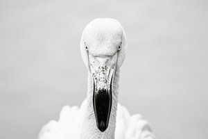 Flamingo - Schwarzweißfotografie
