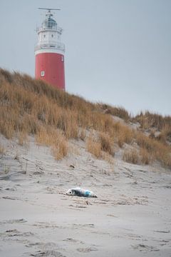 Phoque gris sur la plage de Texel avec la mer en arrière-plan sur Faye van Genderen