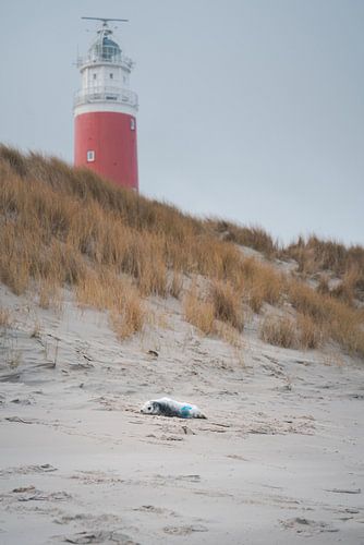 Grey seal on beach in Texel with sea in background