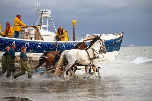 Horse rescue boat Ameland