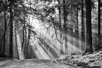 Les rayons du soleil pénètrent dans les arbres