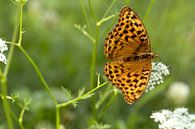 vlinder keizersmantel van Martina Weidner thumbnail