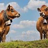 Cows with bell by Anouschka Hendriks