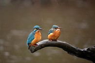 IJsvogel man en vrouw (in regen), Alcedo atthis van Gert Hilbink thumbnail