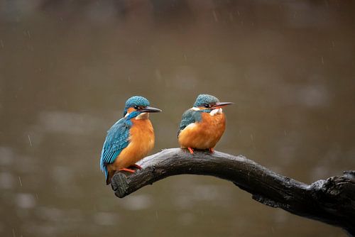 IJsvogel man en vrouw (in regen), Alcedo atthis