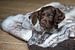 Liggende Heidewachtel puppy met bruin schimmel tekening op een kleedje van Joost Adriaanse