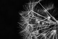The dandelion