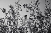 Sparrow in the Hedge! by Crystal Clear thumbnail