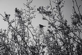Sparrow in the Hedge!