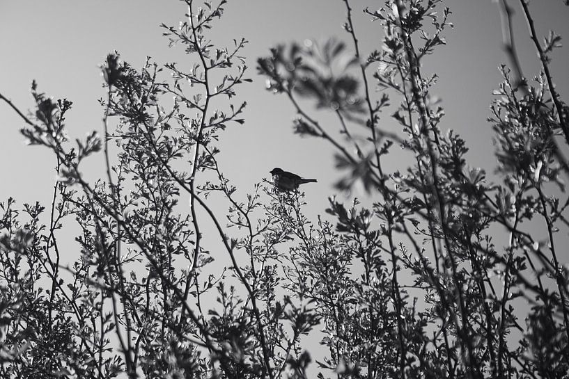 Sparrow in the Hedge! by Crystal Clear