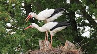 Stork couple/Stork couple