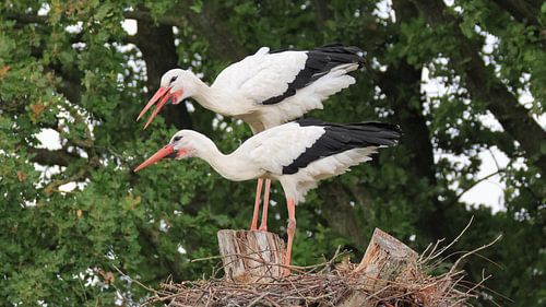 Ooievaarpaar/Storchenpaar