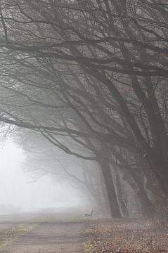 Bordure de forêt avec brouillard sur Thijs Friederich