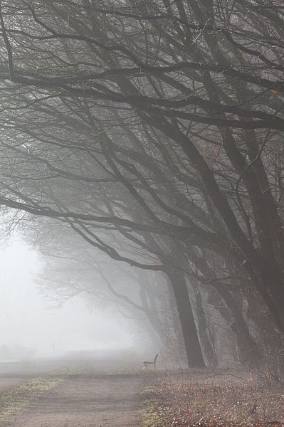 Forest edge with fog by Thijs Friederich