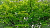 Tree green