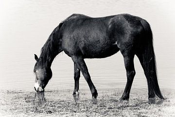 Black Beauty van Fotografie Jeronimo