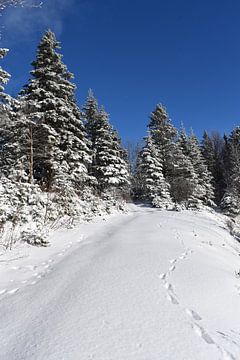 Een ijzig bos na de storm van Claude Laprise